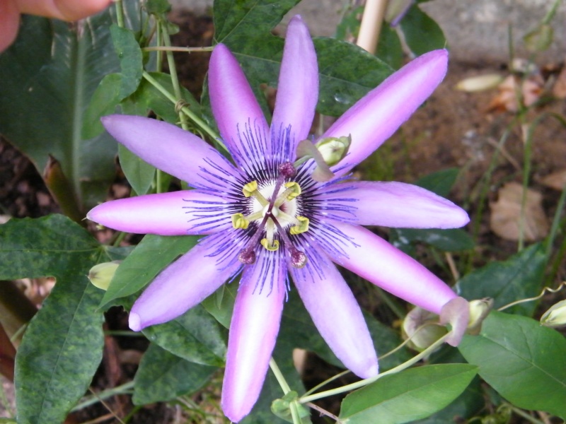 Passiflora : floraisons [verrouillé] Sept2029