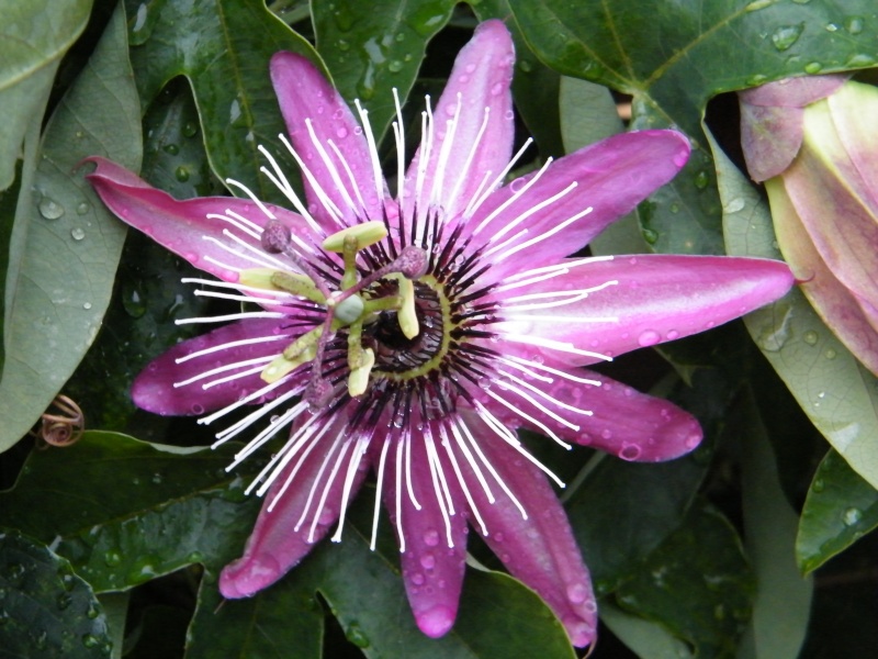 Passiflora : floraisons [verrouillé] Sept2034