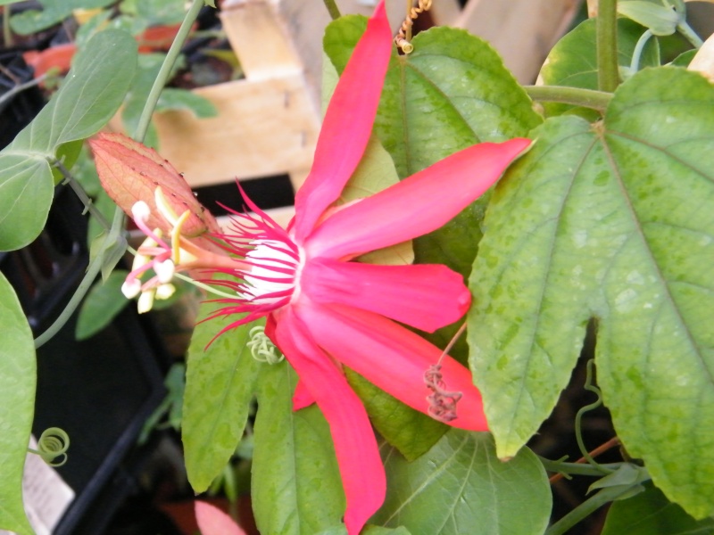 Passiflora : floraisons [verrouillé] Sept2036
