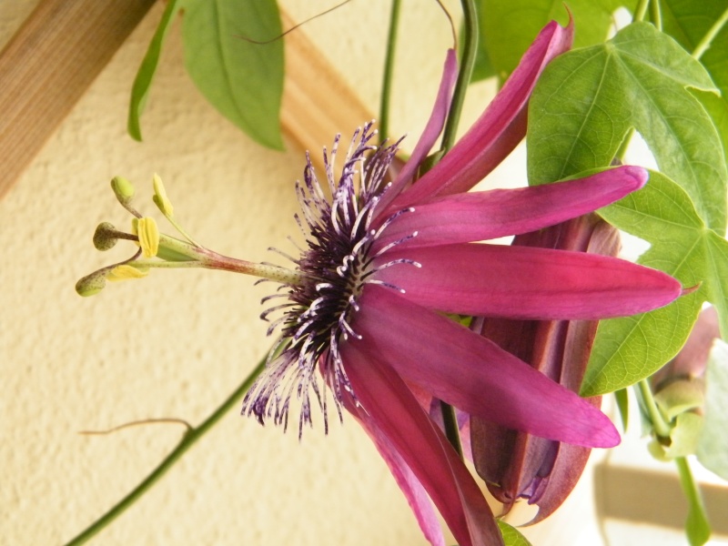 Passiflora : floraisons [verrouillé] Sept2039