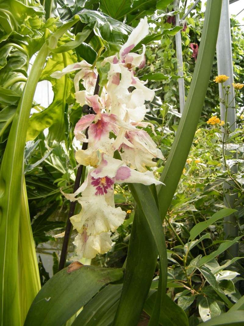 orchidées : nos floraisons au fil des saisons 2010-2013-2014  Sept2042