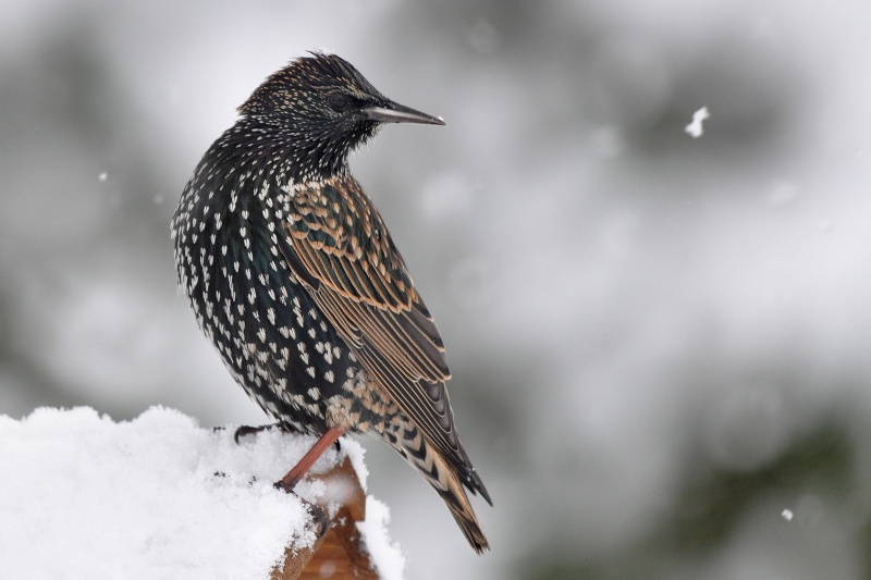 Divers oiseaux d'hiver! Dsc_6810