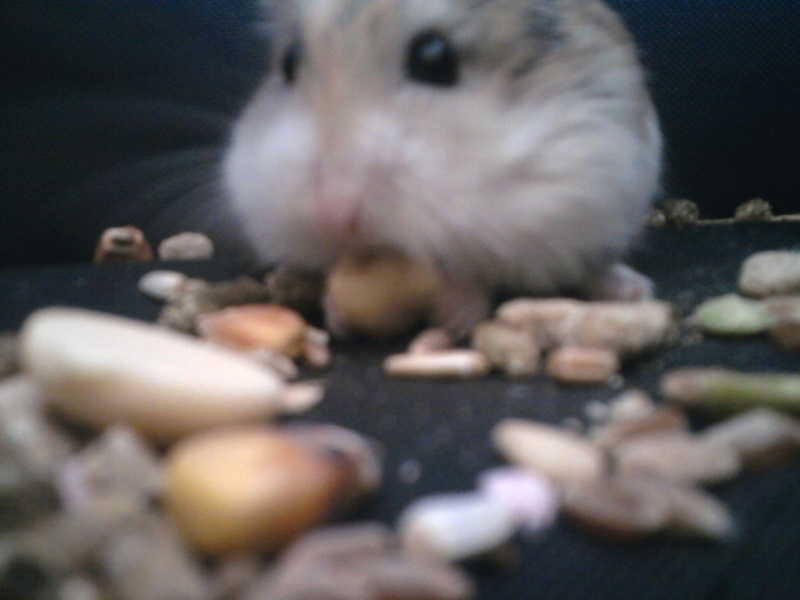 Death..... Photo010