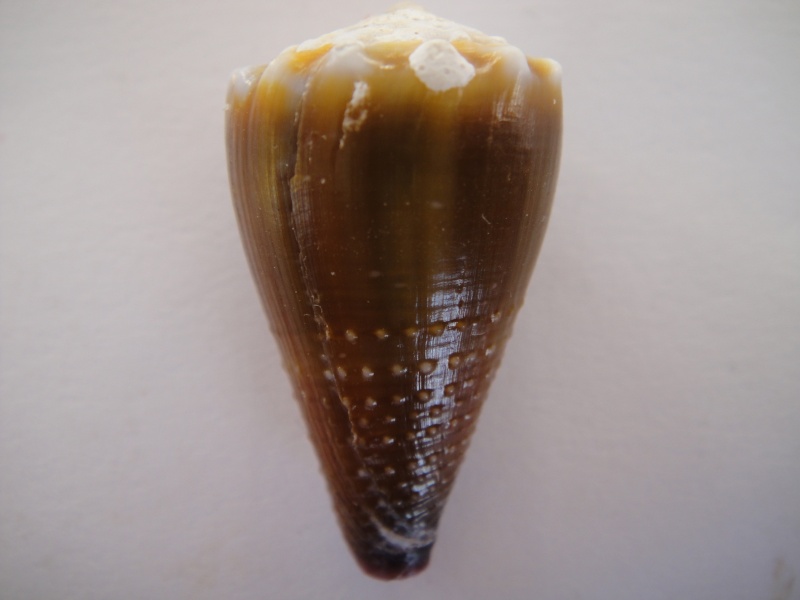 Conus (Lividoconus) sanguinolentus  Quoy & Gaimard, 1834 001_210