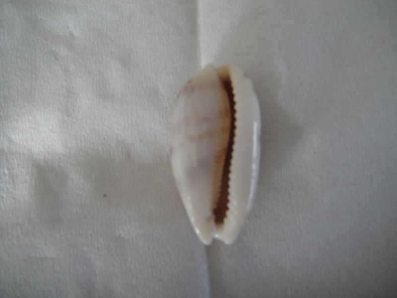Talostolida teres teres - (Gmelin, 1791) 00212