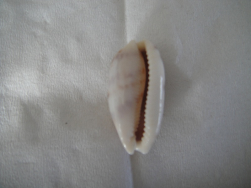 Talostolida teres teres (Gmelin, 1791)  00212