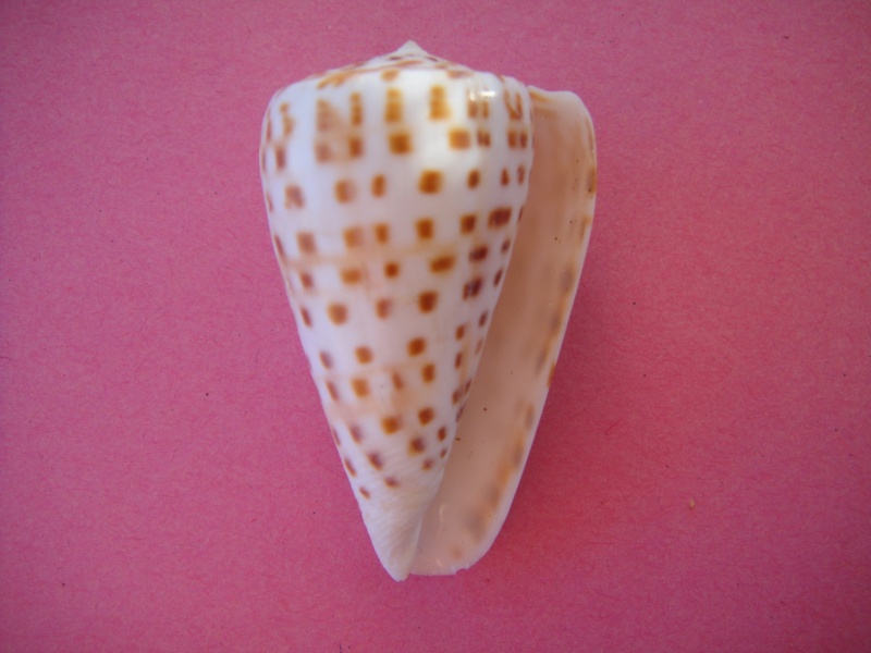 Conus (Kalloconus) pulcher  [Lightfoot], 1786 00214