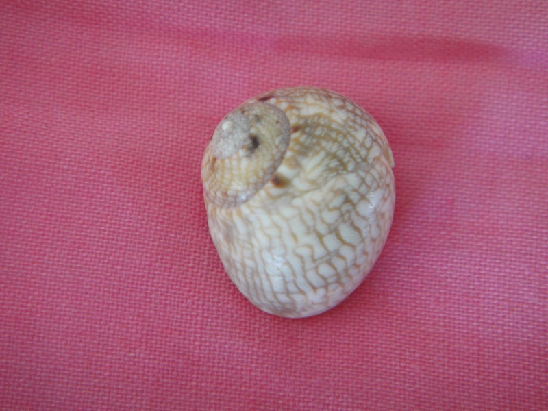 Chrysostomatinae - Chrysostoma paradoxum - (Born, 1778) 03710