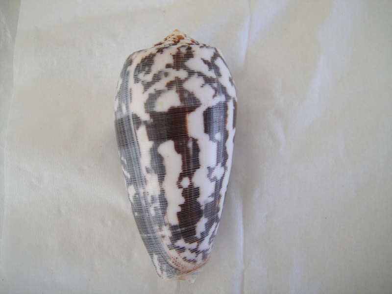Conus (Pionoconus) striatus   (Linnaeus, 1758)  Conus_27
