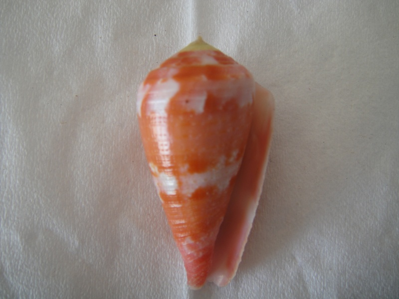 Conus (Rhizoconus) pertusus Hwass in Bruguière, 1792 Conus_32