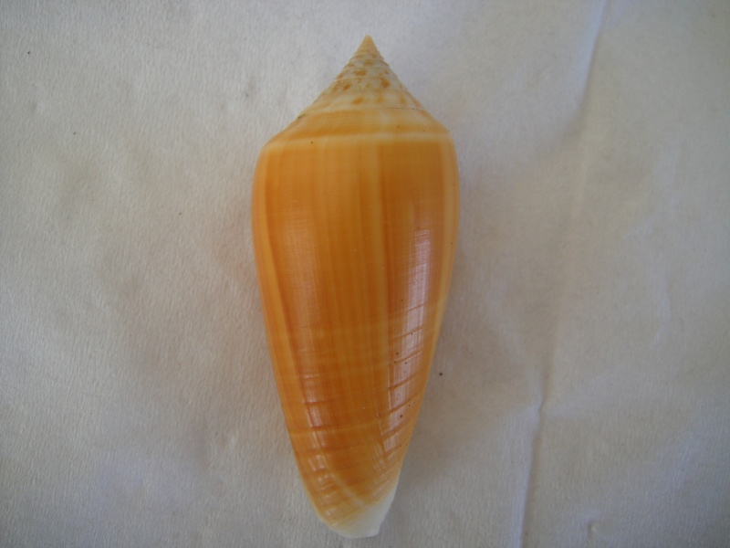 Conus (Phasmoconus) ochroleucus   Gmelin, 1791 Conus_35