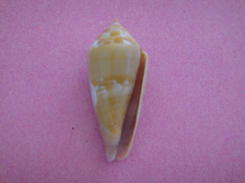 Conus (Splinoconus) corallinus  Kiener, 1847 Conus_38