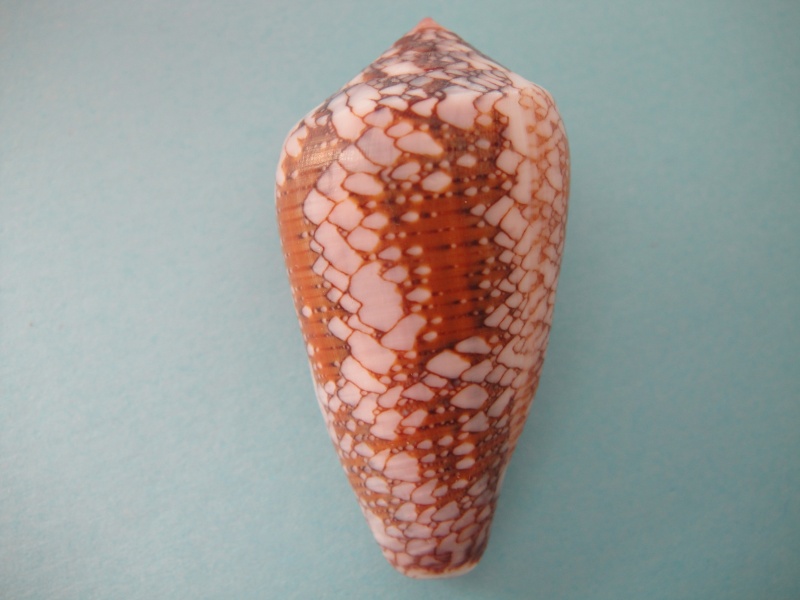 Conus (Darioconus) pennaceus   Born, 1778 Conus_46