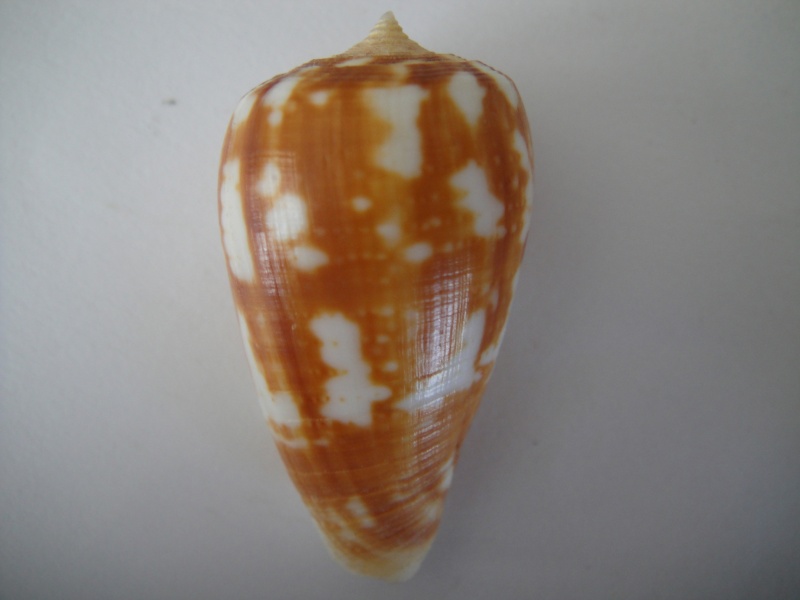 Conus (Phasmoconus) spectrum   Linnaeus, 1758 Conus_54