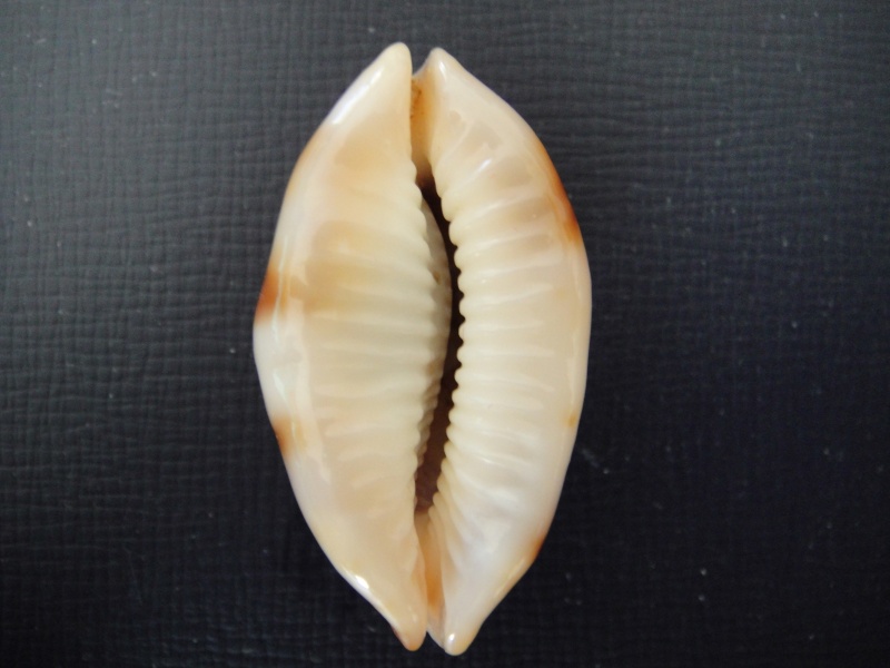 Bistolida stolida - (Linnaeus, 1758) - Niger & Rostrée Cyprae18