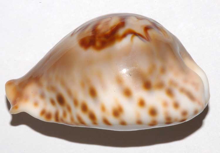 Callistocypraea broderipii (Gray, 1832) - Live & Barycypraea fultoni (G. B. Sowerby III, 1903) Fulton13