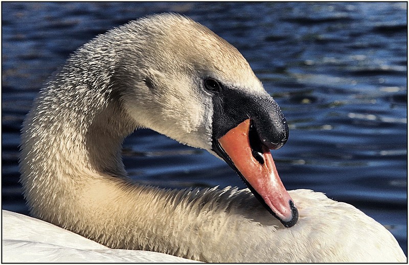 Cygne Img_1210