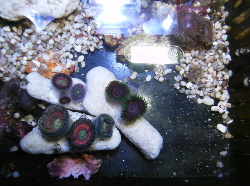 quelques uns de mes coraux Zozo_l11