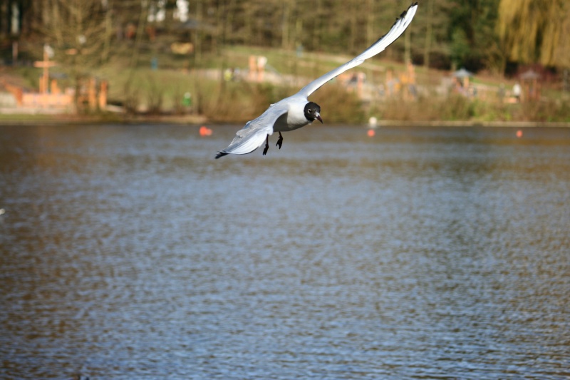 mouette Img_0112