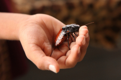 Мадагаскарский таракан: чудовище или домашний любимец? 8002911