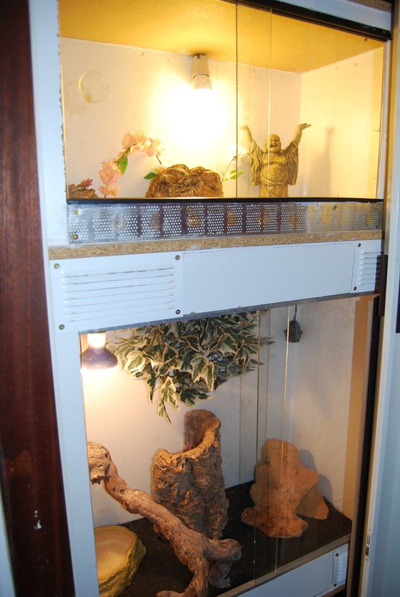 Nouvelles installations pour Geckos et Pogo dans un placard Photo_11