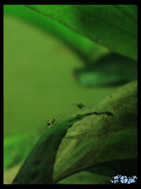 Reproduction thorichthys ellioti Alvin10