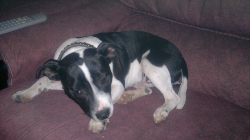 Whats my staffy X with