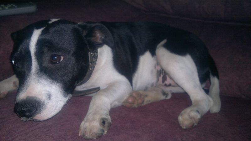 Whats my staffy X with??? 20122011