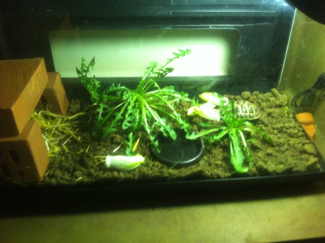 transformer un aquarium en terrarium besoin de conseil Terra_11