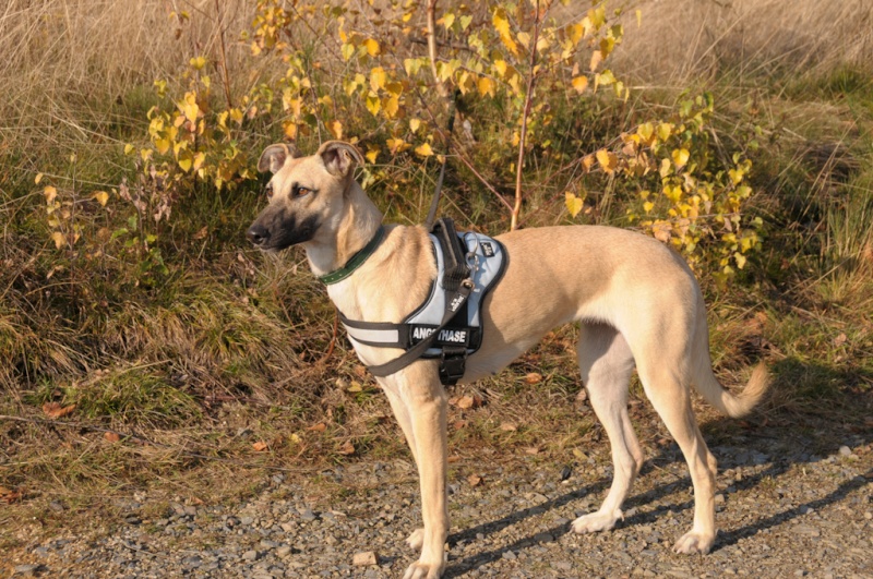 Feith - jetzt Luna - ein Hund der süchtig macht... Scl-7610