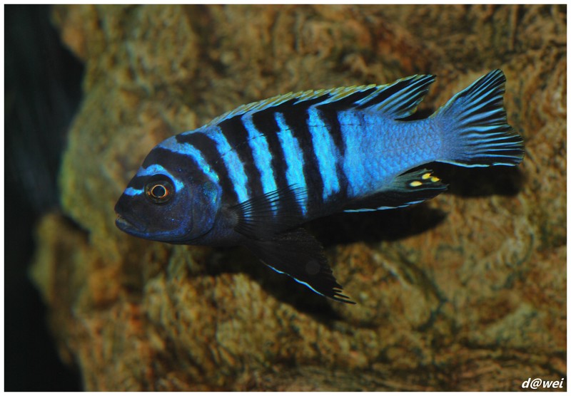 Cynotilapia Afra Hai reef Cyno_h10