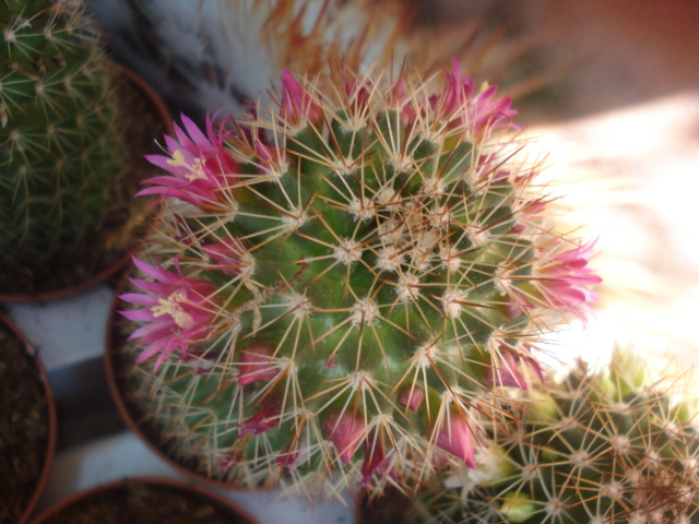 Cactus en fleurs 810
