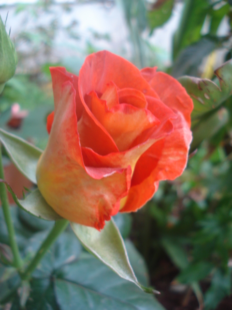 Rose hybride Rose_h11