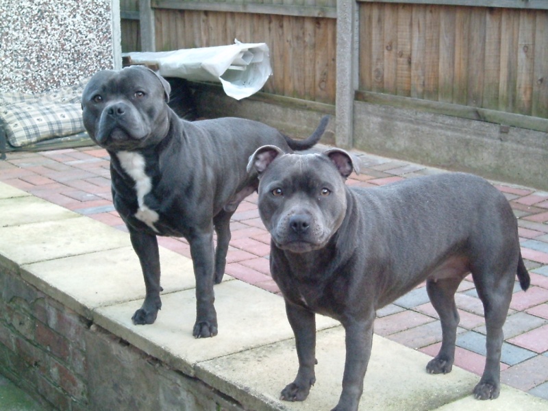 my 3 staffies Jpeg0011