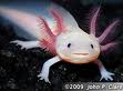 passioné d'axolotl, n'hésiter pas à laisser vos commentaires  Image510