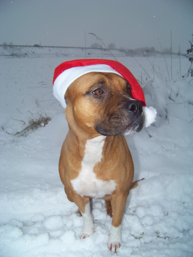 Concours photo chien hiver 2010/2011 - GROUPE 3 Novemb23