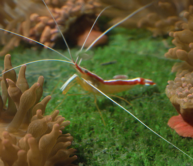 cleaner(skunk) shrimp Scarle10