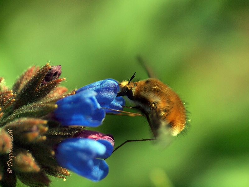 Rendons au bombyle ce qui appartient au ..... bombyle 022m10