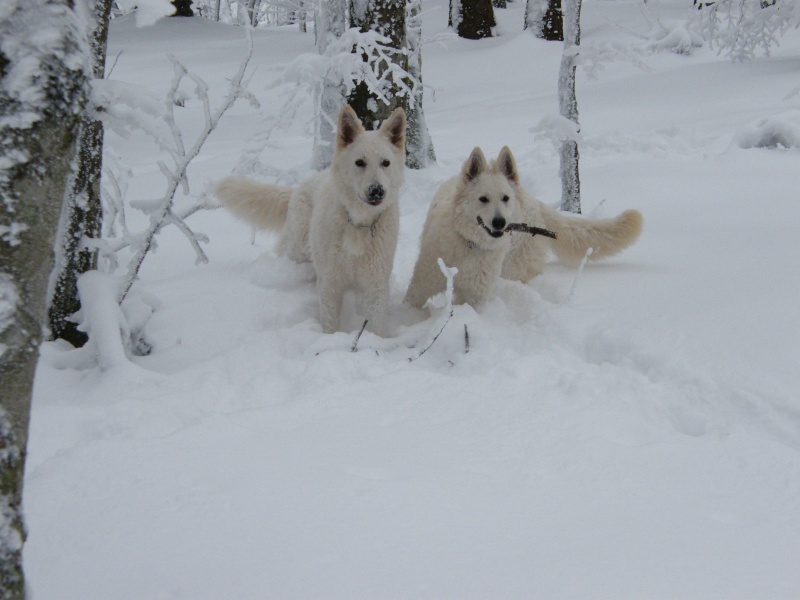 Concours photo chien hiver 2010/2011 - GROUPE 1 Dscf1610