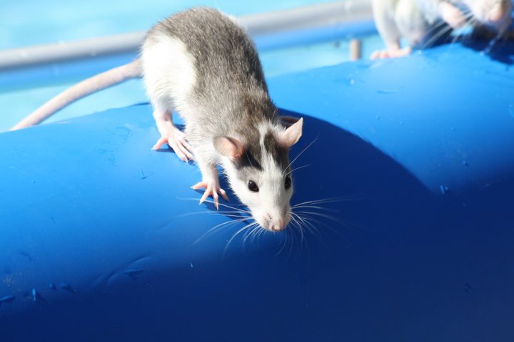 Adoption pour des petits rats. 45628_10