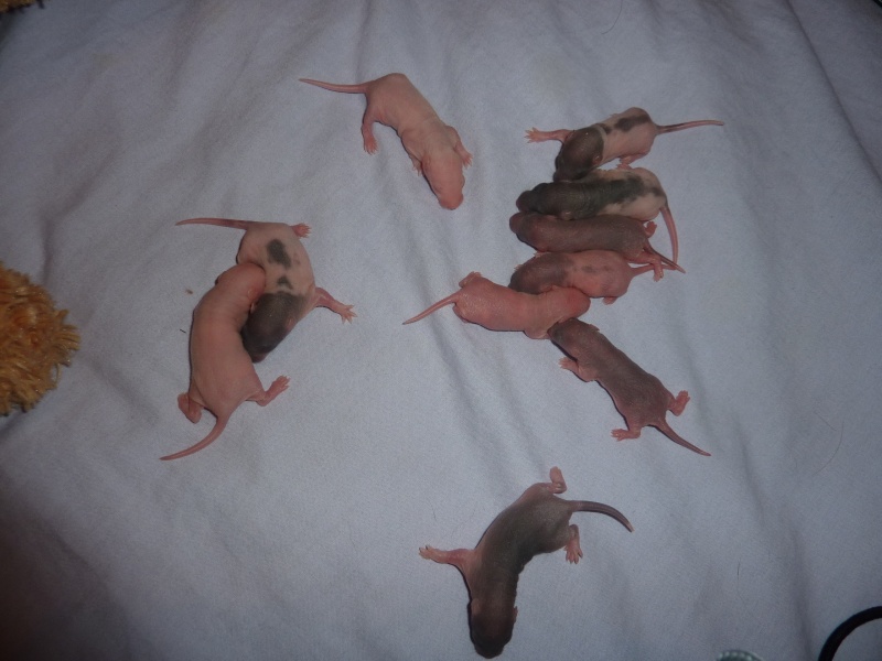 Adoption pour des petits rats. - Page 5 P1010514