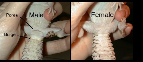 Différencier male et femelle gecko léopard Lgsexi11