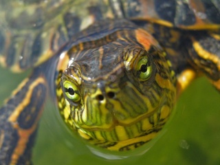 Životinje Turtle10