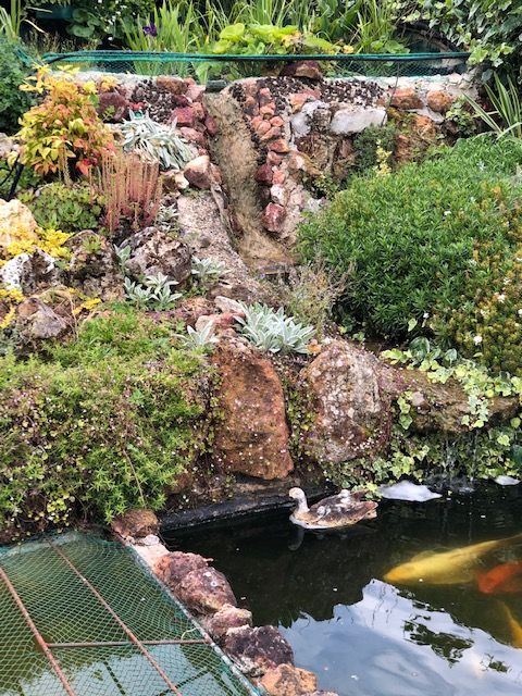 Rocaille du bassin avec son mur végétal et son lagunage Cascad10