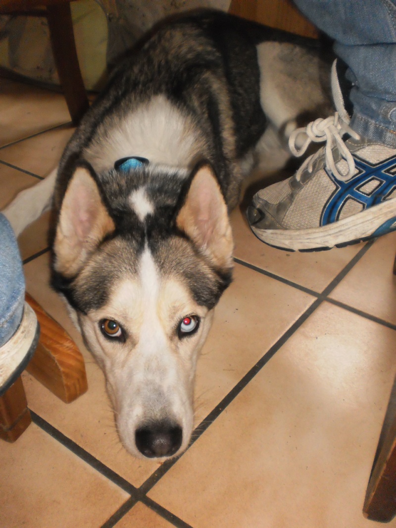 Type siberian Husky femelle 3ans et demi, recherche famille et association P3272114