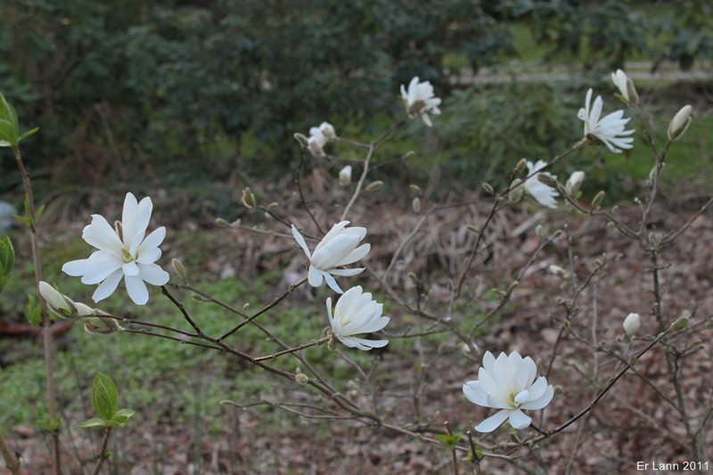 magnolias - Magnolias - Page 2 Img_3216