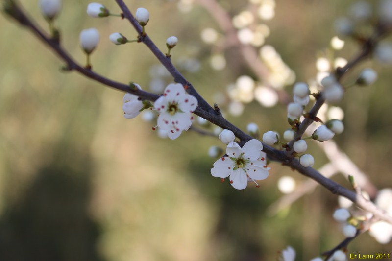 Petite ballade en Provence Img_3510