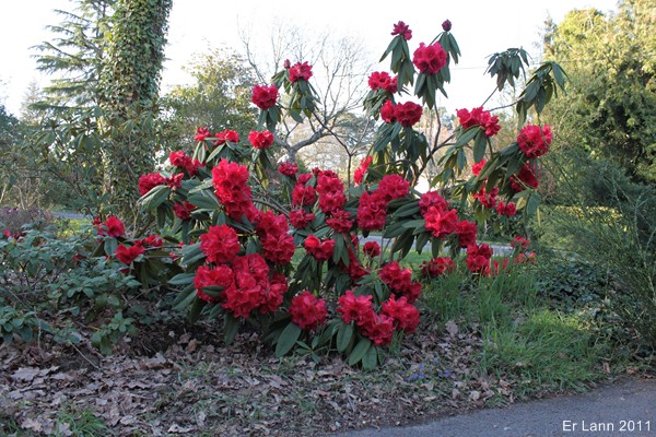 Rhododendrons  - Page 2 Img_3642