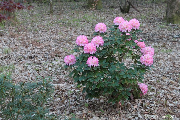 Rhododendrons  - Page 2 Img_3726