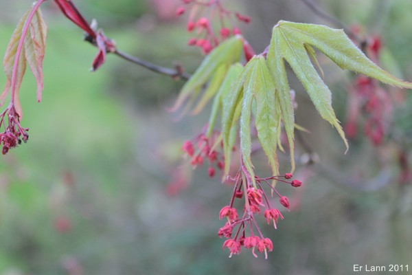 Les Acers Img_3739